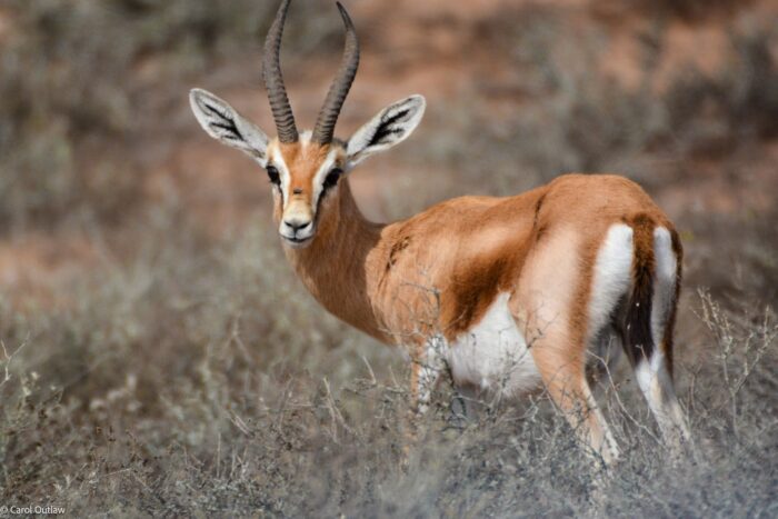 Souss Massa park tour from Agadir - Image 1