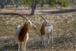 Souss Massa park tour from Agadir - Image 3