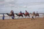 Camel ride in Taghazout