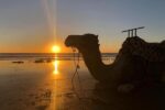 Camel ride in Taghazout - Image 4