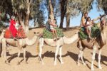 Camel ride in Agadir - Image 4