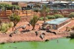 Croco parc trip from Agadir - Crocodile & Anaconda