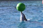 Dolphin world trip from Agadir - Image 4