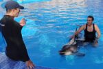 Dolphin world trip from Agadir - Image 3