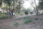 Horse ride in Agadir - Image 2