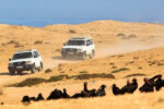 Small desert day trip from Agadir - Image 2