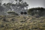Souss Massa park tour from Agadir - Image 2