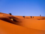 Camels resting on the orange dunes of Erg Chebbi near Merzouga in the morning light