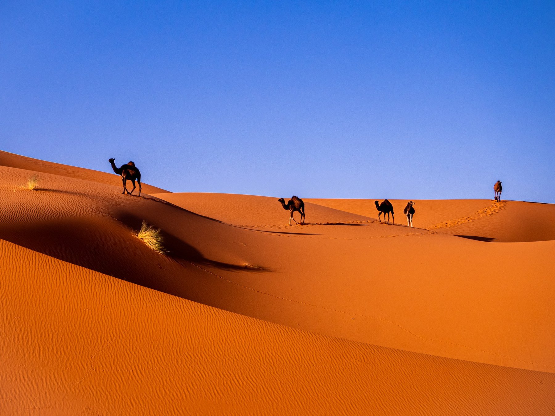 3-Day Sahara Tour from Marrakech